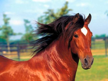 EQUITATION
